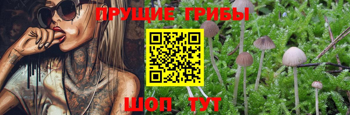 Псилоцибиновые грибы Psilocybine cubensis Ярославль